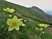 28 Pulsatilla alpina sulphurea (Anemone sulfureo) sul sent. 109-101 unificato con vista verso il Monte Foppa